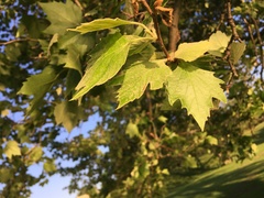 Platanus occidentalis