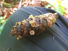 Ciboria rufofusca