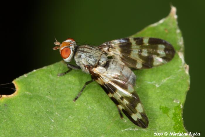 Otites