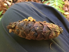 Ciboria rufofusca
