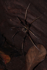 Heteropoda tetrica