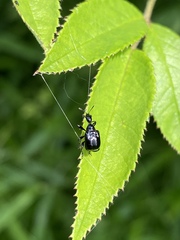 Compsapoderus erythrogaster