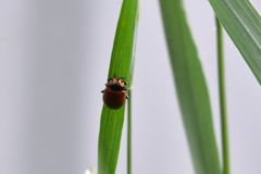 Chrysolina polita