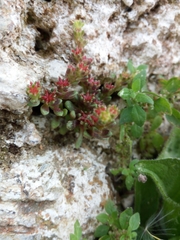 Sedum litoreum