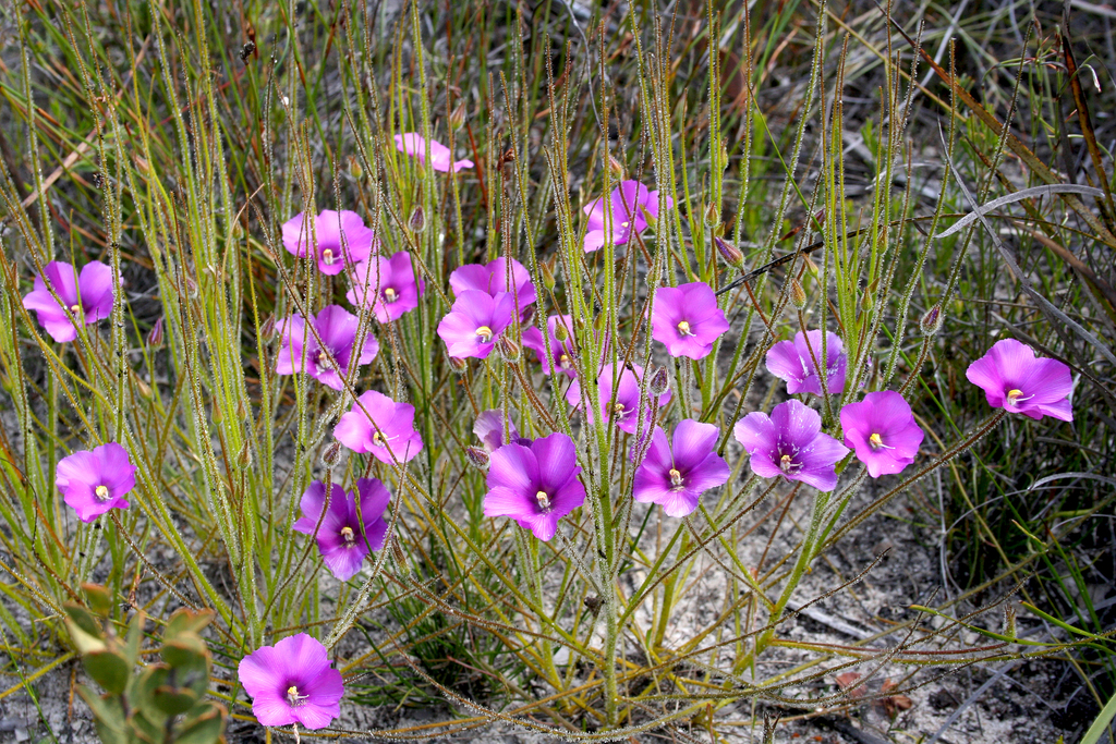 Byblis gigantea