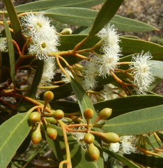 Eucalyptus gracilis