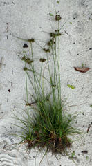 Cyperus tenax