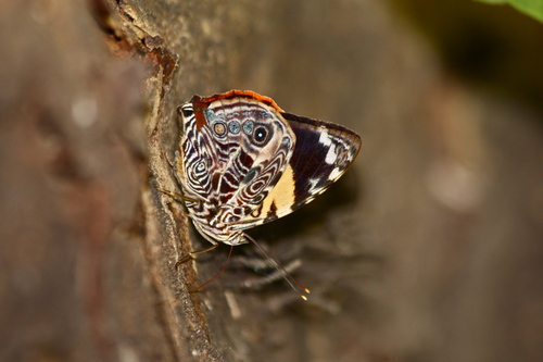 Smyrna blomfildia