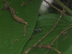 Thiania bhamoensis