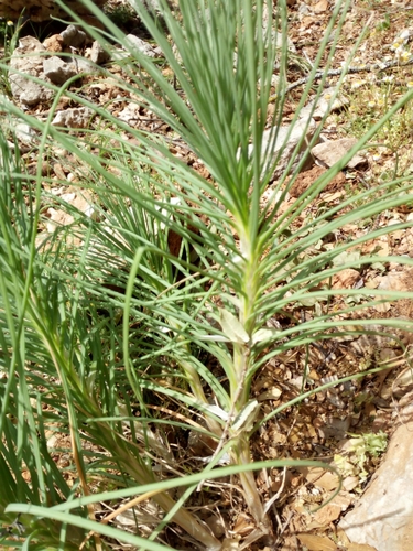 Image of Asphodeline liburnica by no rights reserved