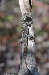 Oplurus cyclurus