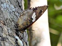 Charaxes cithaeron