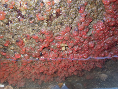 Dendrodoa grossularia