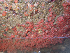 Dendrodoa grossularia