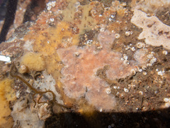 Schizomavella linearis
