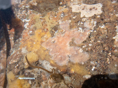 Schizomavella linearis