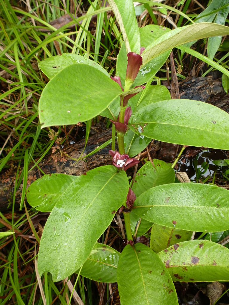 Stipularia