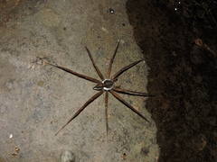 Dolomedes mizhoanus