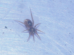 Oonopidae