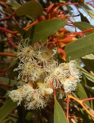 Eucalyptus calycogona