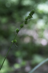 Carex sparganioides