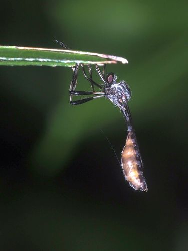Leptogaster moluccana