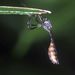 Leptogaster moluccana - Photo (c) Naufal Urfi Dhiya'ulhaq, some rights reserved (CC BY-NC), uploaded by Naufal Urfi Dhiya'ulhaq