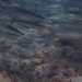 Barracuda Pelícano - Photo (c) Julien Renoult, algunos derechos reservados (CC BY), subido por Julien Renoult