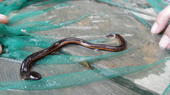 Ichthyophis