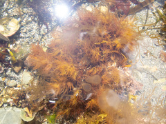 Calliblepharis jubata