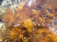 Calliblepharis jubata