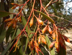 Eucalyptus calycogona