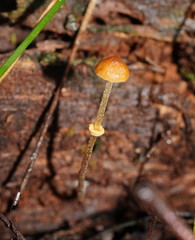 Conocybe filaris