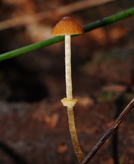 Conocybe filaris