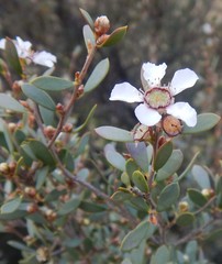 Leptospermum coriaceum
