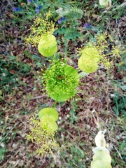 Smyrnium perfoliatum rotundifolium