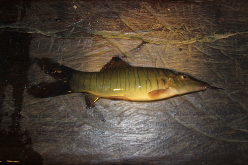 Banded loach (Syncrossus hymenophysa) — Cobitidae