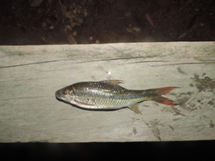 Smallhead Bonylip Barb photo 4