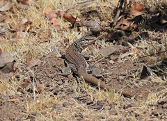 Callopistes maculatus
