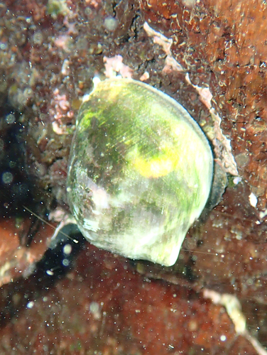 Vasula melones