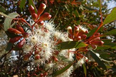 Eucalyptus calycogona