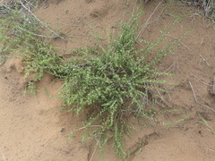 Cliffortia filifolia