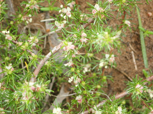Image of Cliffortia filifolia by (c) Nicola van Berkel, some rights reserved (CC BY-SA)