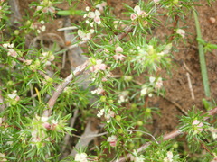 Cliffortia filifolia