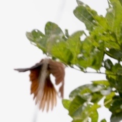 Centropus senegalensis