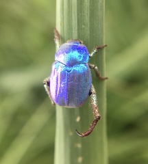 Hoplia coerulea