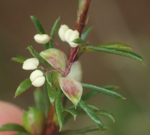Image of Cliffortia filifolia by (c) Nicola van Berkel, some rights reserved (CC BY-SA)