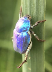 Hoplia coerulea