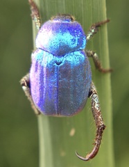 Hoplia coerulea