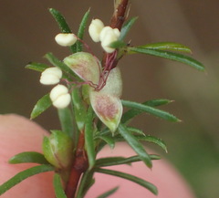 Cliffortia filifolia